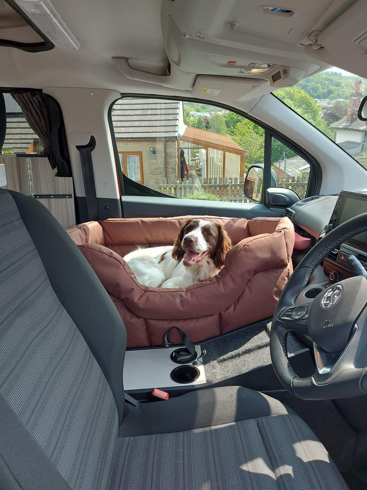 Lola the dog settled in Vikenze III-e on a trip