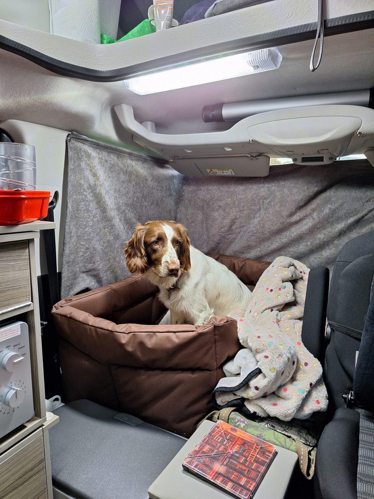 Lola the dog relaxing in Vikenze III-e campervan
