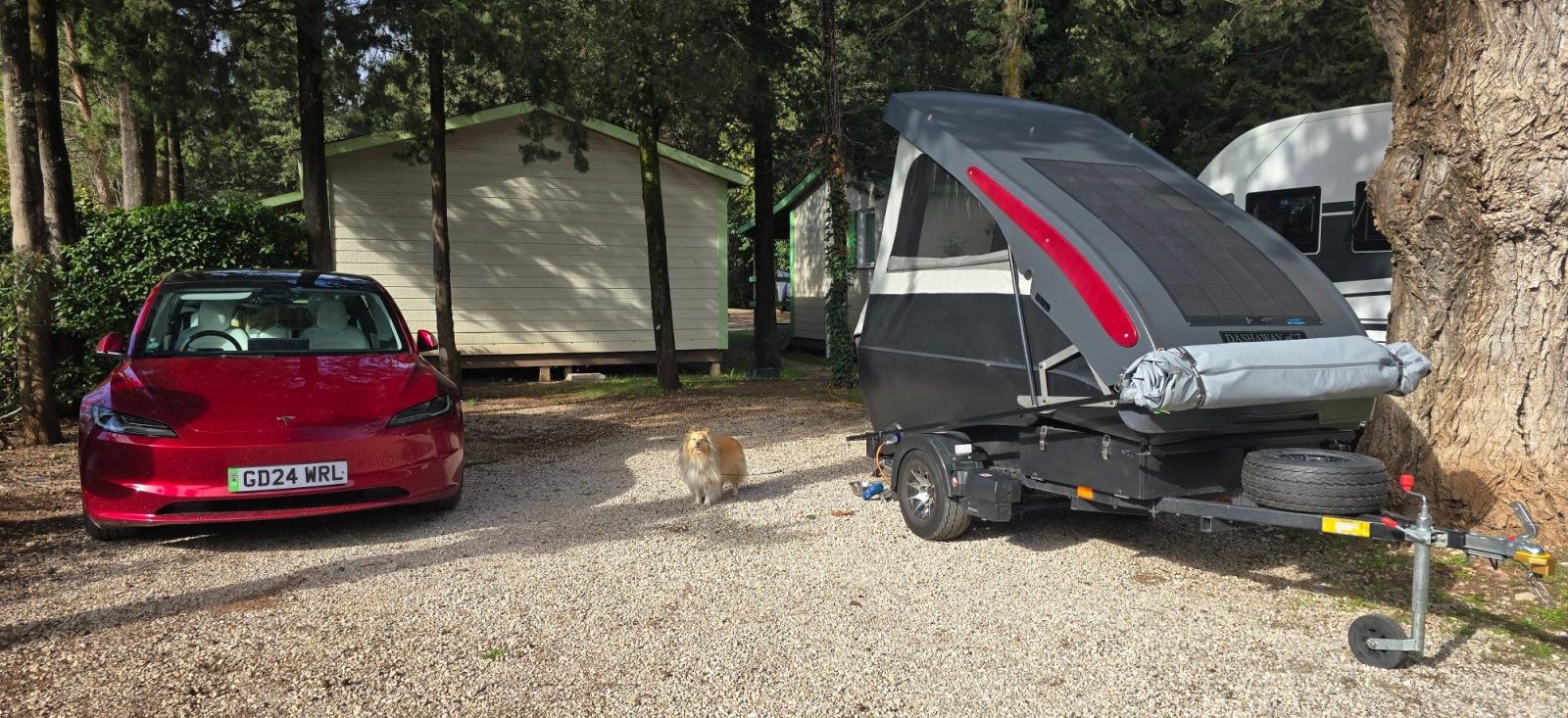 Campsite with dog