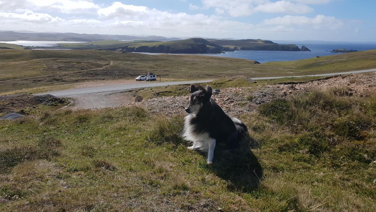 Dashaway solar panels in Shetland sunshine